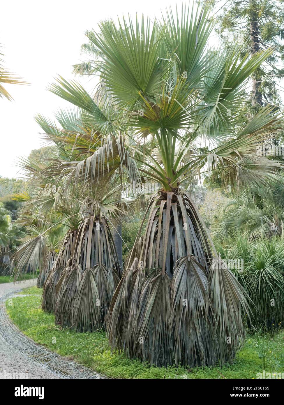 55+ Botanischer Garten Der Villa Thuret, Access, points of interest,