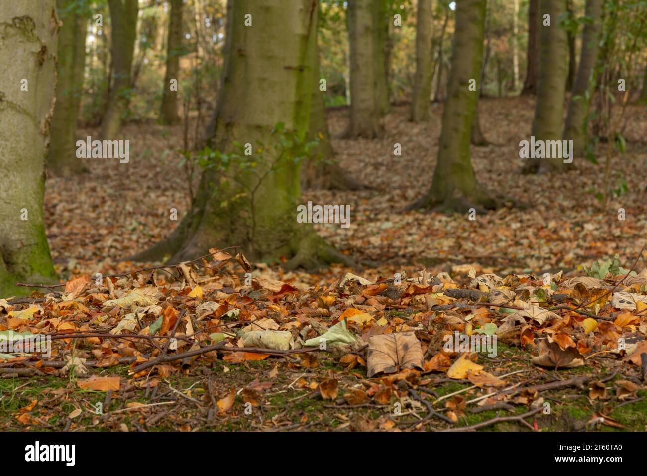 Herbst in Esholt Woods, Yorkshire, England. Stockfoto