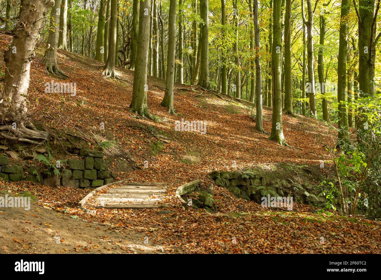 Herbst in Esholt Woods, Yorkshire, England. Stockfoto