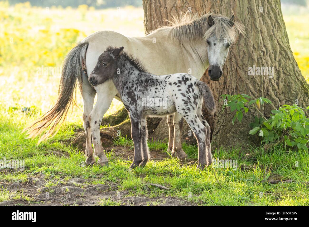 Eine Stute mit einem Fohlen. Stockfoto