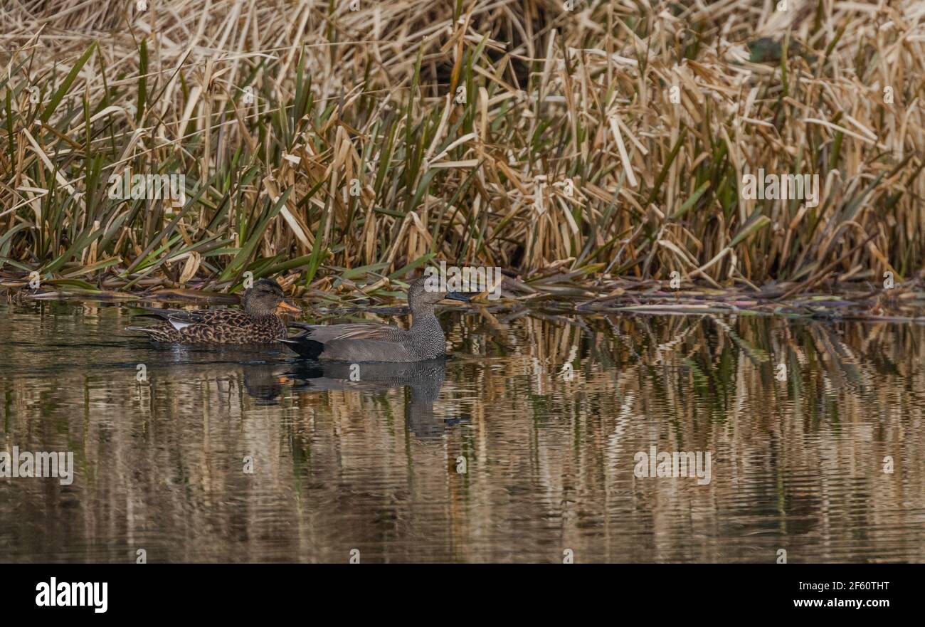 Ein Brutpaar von Gadwall-Enten (Anas strepera). Das Weibchen ist braun, das Männchen grau. Stockfoto