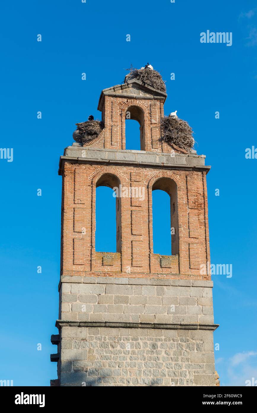 Storch brütet auf einem leeren Glockenturm. Avila, Spanien. Stockfoto