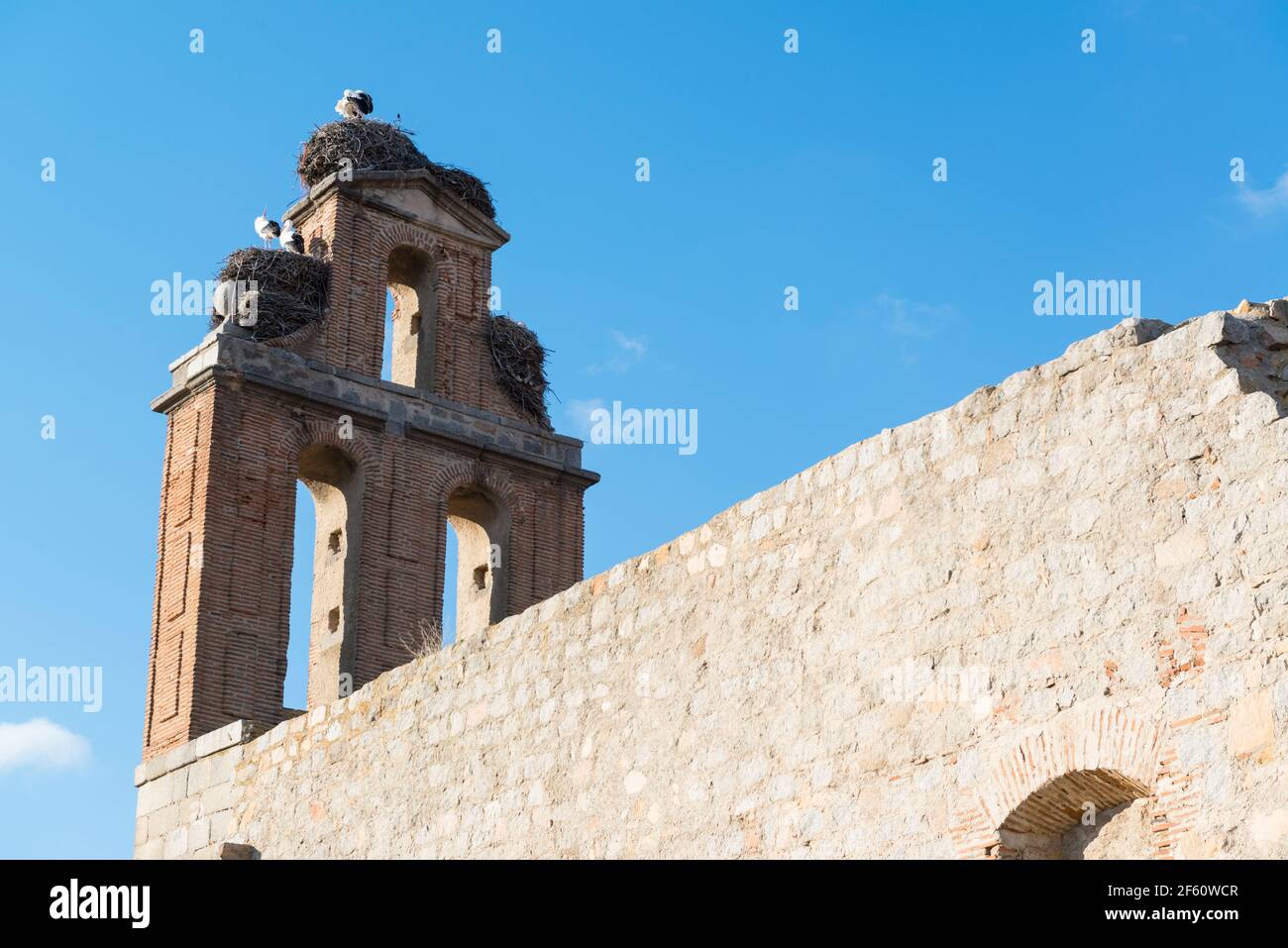 Storch brütet auf einem leeren Glockenturm. Avila, Spanien. Stockfoto