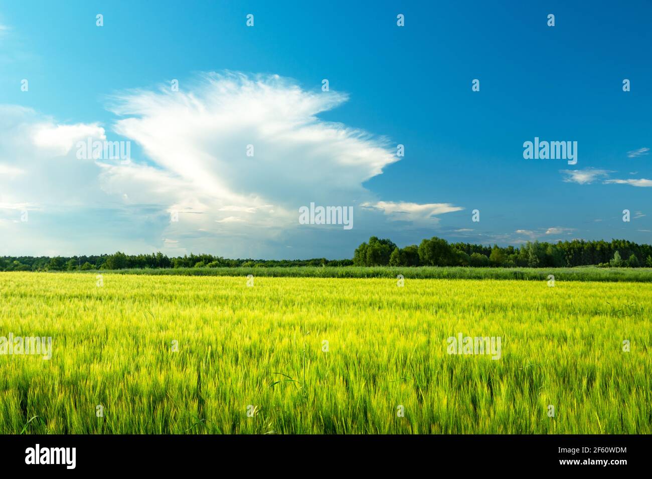Grünes Gerstenfeld und weiße Wolke am Himmel, Nowiny, Lubelskie, Polen Stockfoto
