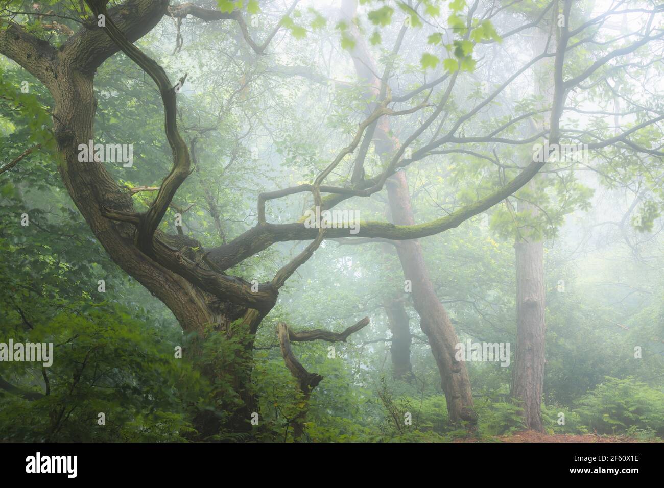 Ein launischer, ätherisch üppiger Waldwald und verdrehte Eiche im atmosphärisch nebligen Nebel in Ravelston Woods in Edinburgh, Schottland. Stockfoto