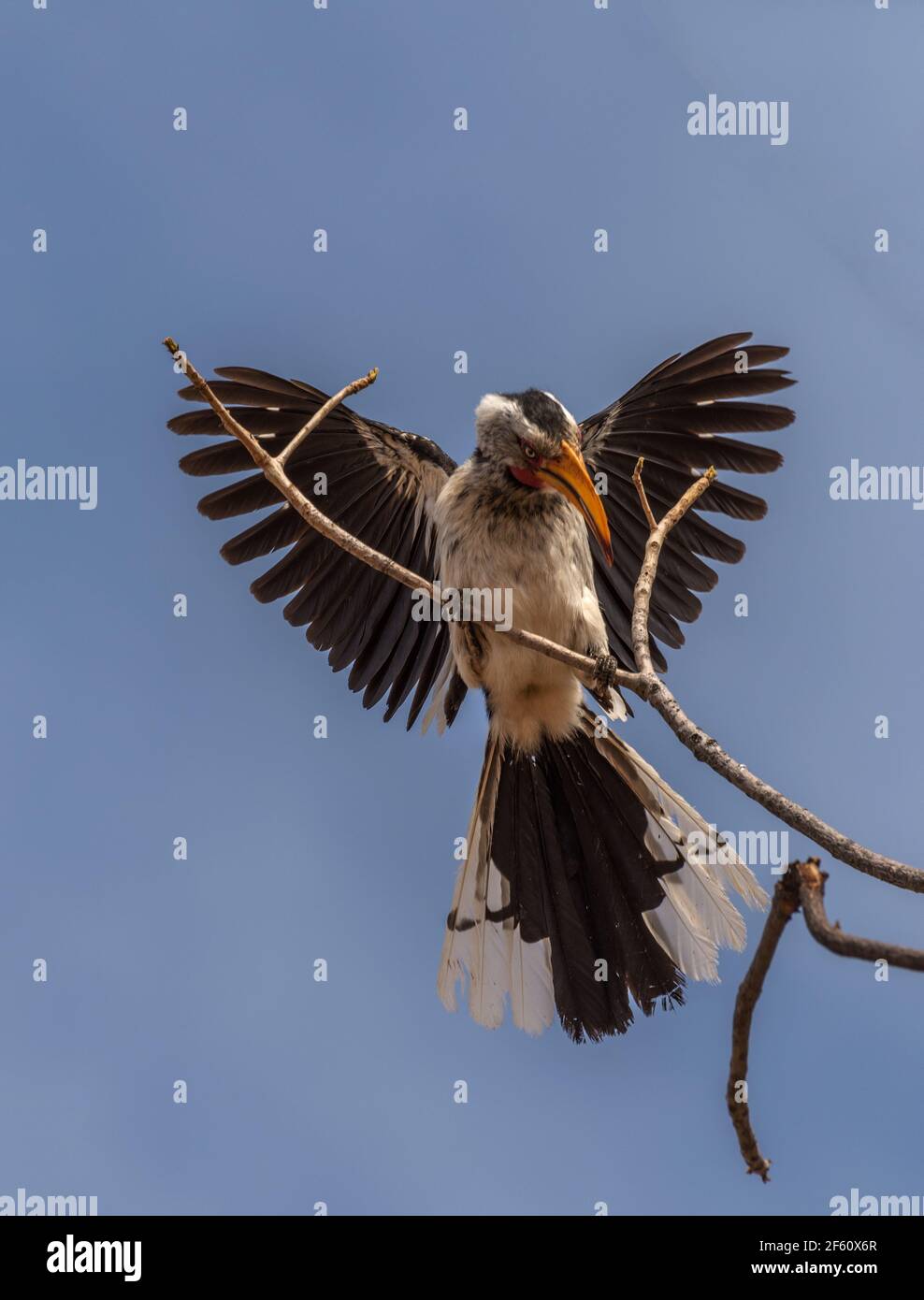 Südlicher Gelbschnabelhornvogel, Tockus leucomelas, an einem Zweig, Namibia Stockfoto