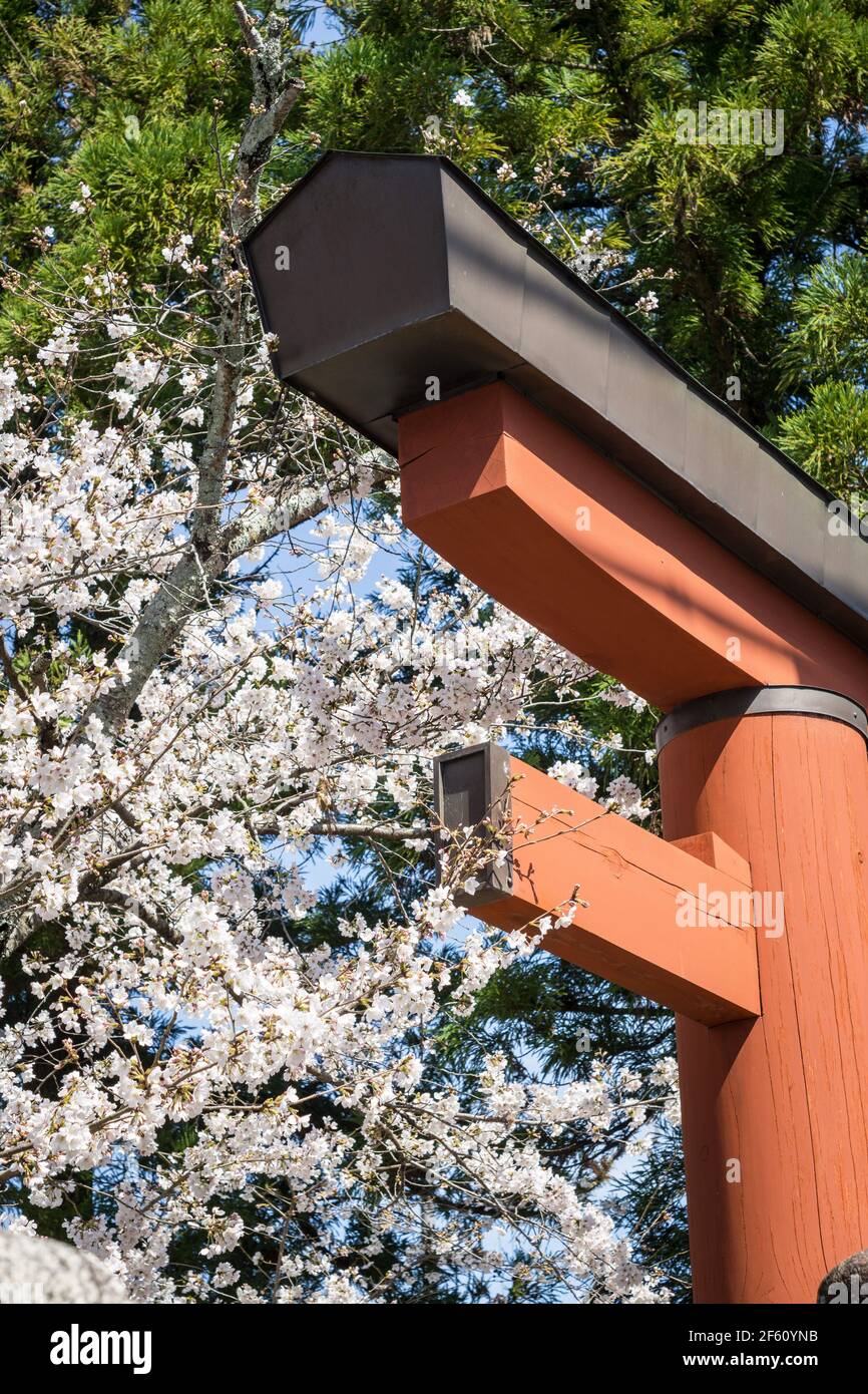 Orange torii Tor am Himuro Jinja Schrein in Nara, Japan in der Sonne Ende März mit Sakura Kirschblüte hinter Stockfoto