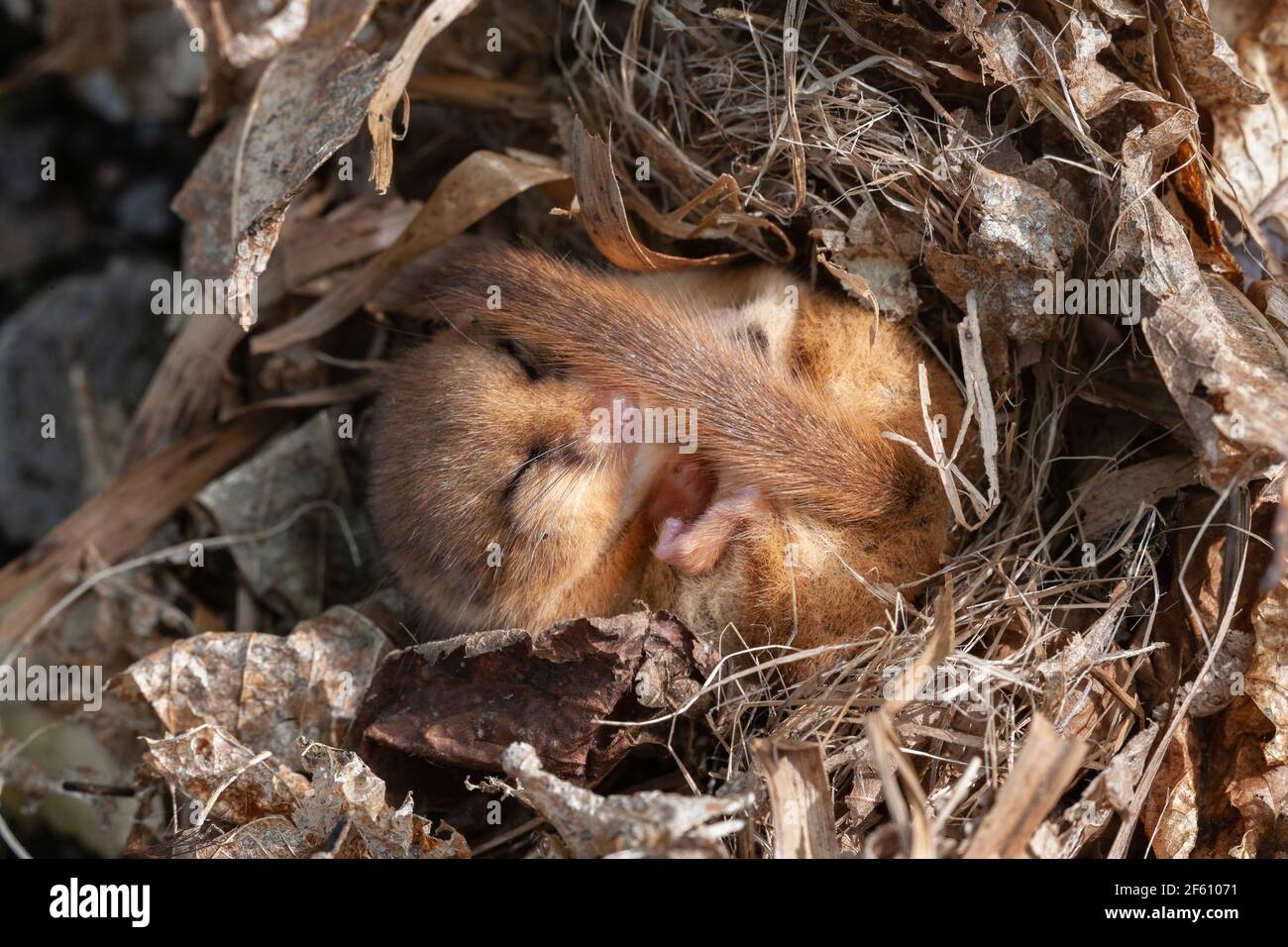 Haseldormouse (Muscardinus avellanarius) torpid, Captive, Großbritannien Stockfoto