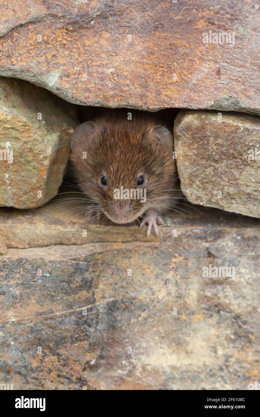 Bankvole (Myodes glareolus), Großbritannien Stockfoto