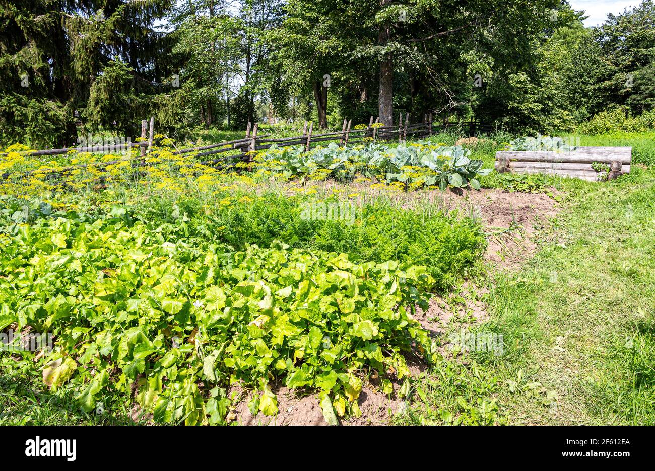 Rote Beete, Karotten und Kohl wachsen im Gemüsegarten an sonnigen Sommertagen Stockfoto