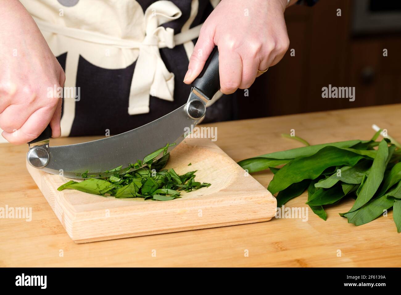 Ein Koch schneidet frisch gepflückte Bärlauch-Blätter, Resen oder Allium ursinum in einer heimischen Küche mit einem Hachoir oder Ha Chorschneider und Schneidebrett Stockfoto