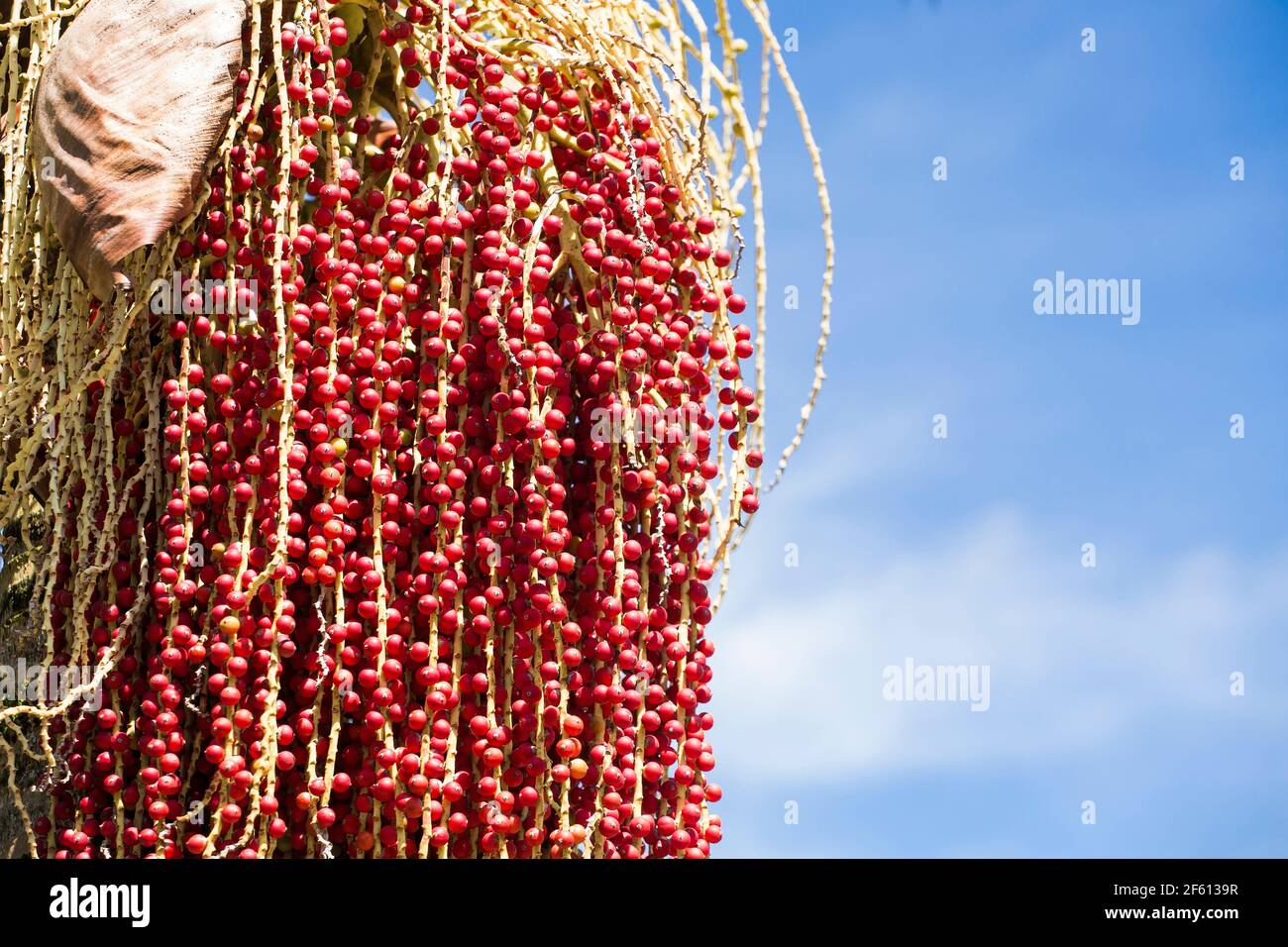 Kolumbianische exotische Frucht Corozo - Bactris guineensis Stockfoto