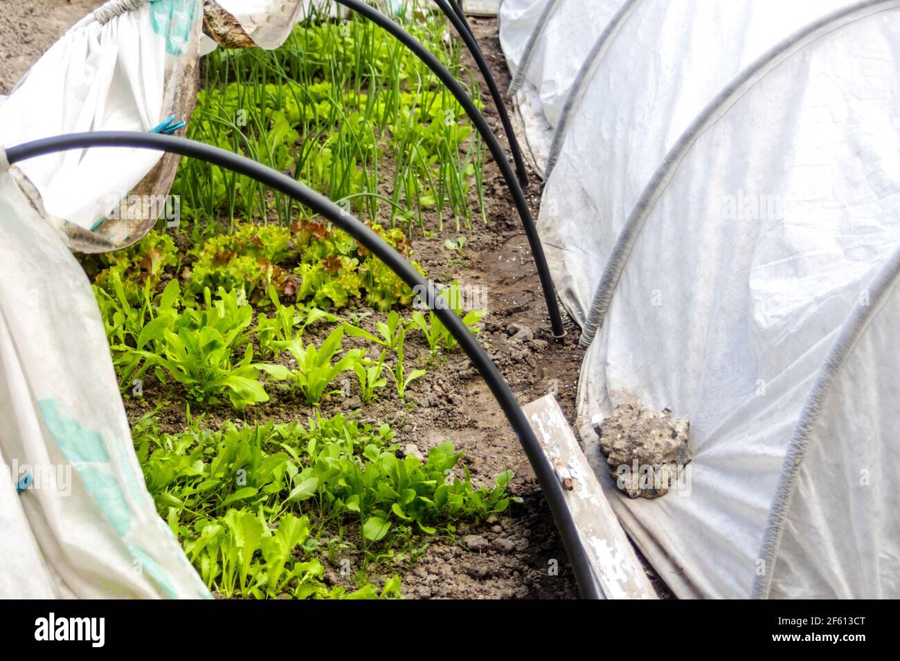 Defokussieren Sie zwei niedrige Tunnel Gewächshaus. Lauch und Zwiebeln, Salat, Salat wächst. Grüne im Gewächshaus. Gartenarbeit und Landwirtschaft. Bio-Gemüse. Aus o Stockfoto