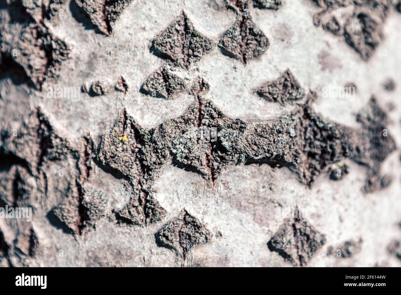 Populus Alba Baumrinde Hintergrund . Natürliche Muster Stockfoto