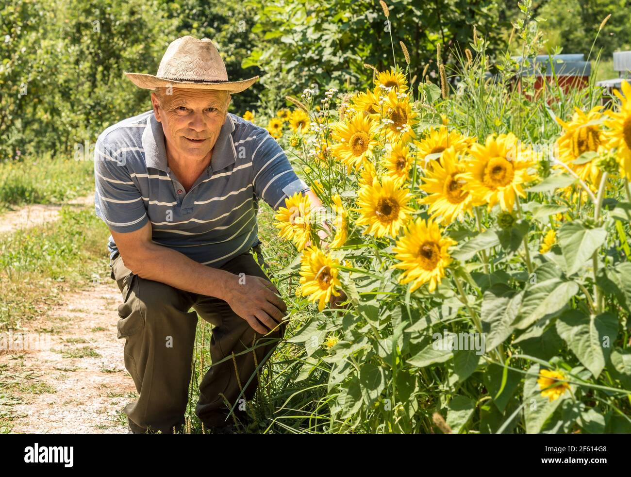 Porträt eines älteren Mannes mit Sonnenblumen im Garten. Stockfoto