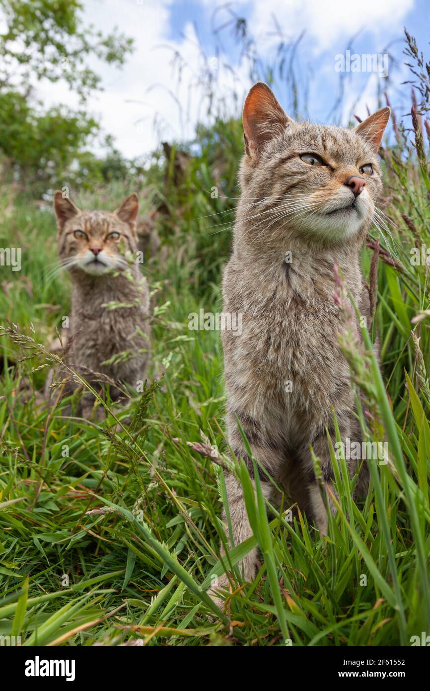 Schottische Wildkatzen (Felis sylvestris), Captive, Großbritannien Stockfoto