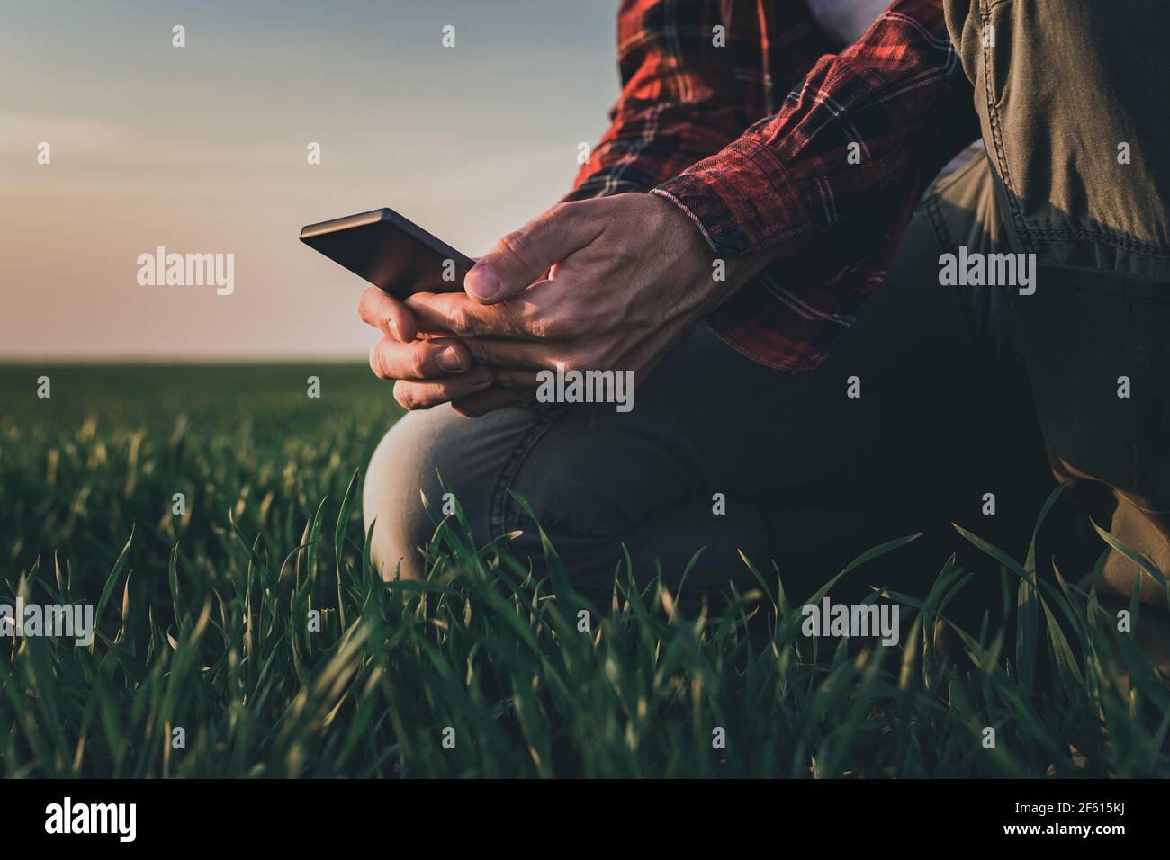 Bauer verwendet Smartphone im Weizenanbau, intelligentes Bauernkonzept auf der Weizengrasplantage Stockfoto