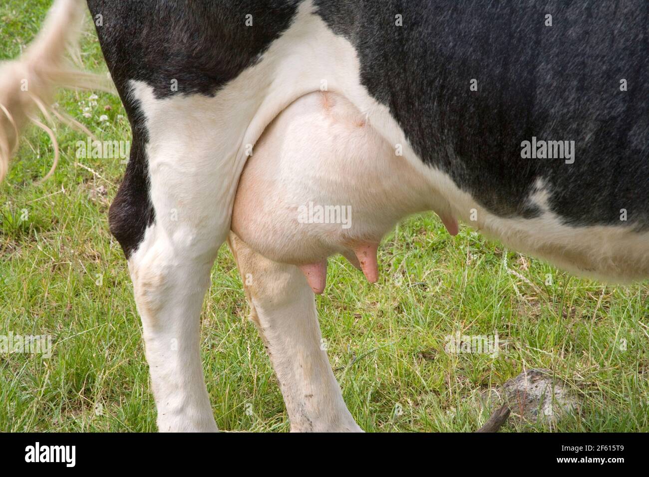 Volle euter Fotos und Bildmaterial in hoher Auflösung Alamy