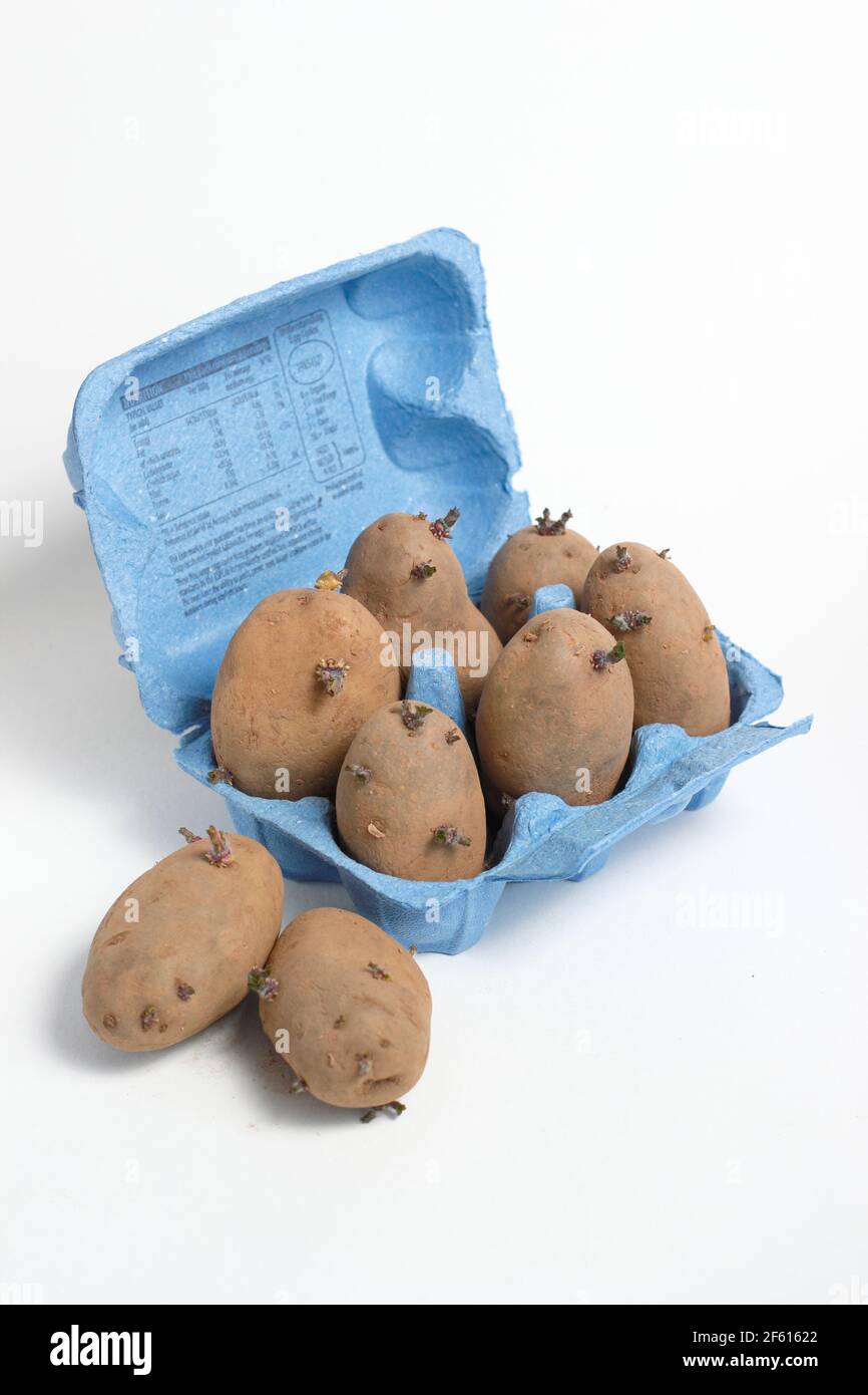 Kitting Saatkartoffeln in Eierbox isoliert auf weißem Hintergrund. VEREINIGTES KÖNIGREICH. Solanum tuberosum 'Nicola'. Stockfoto