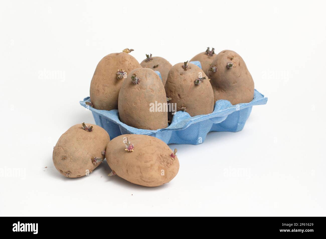 Kitting Saatkartoffeln in Eierbox isoliert auf weißem Hintergrund. VEREINIGTES KÖNIGREICH. Solanum tuberosum 'Nicola'. Stockfoto