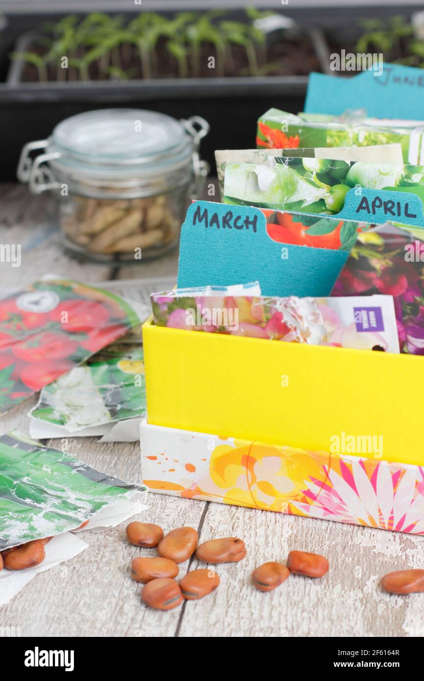 Aussaat im Frühling: Gemüsepaket Aufbewahrungsbox, Tomatenpflanzen, Saubohnen und gerettete Rettich-Samenschoten. VEREINIGTES KÖNIGREICH Stockfoto