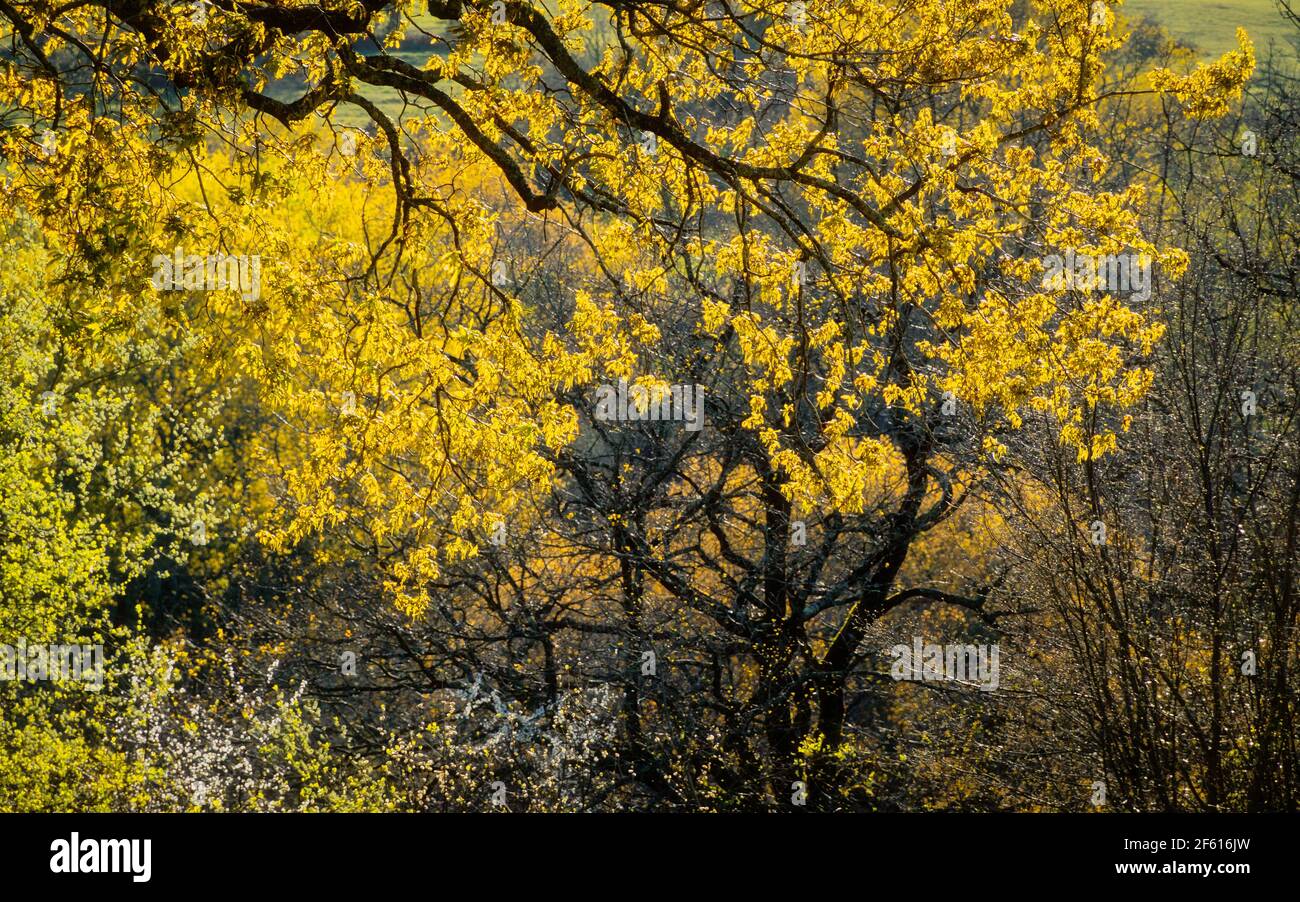 Schöne gelbe Baumblätter, Frühlingszeit Stockfoto
