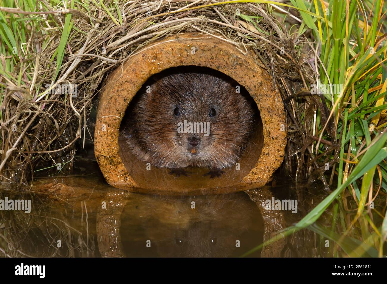 Wasserwühlmaus (Arvicola amphibius), zur Wiedereinführung in Gefangenschaft gezüchtet, Großbritannien Stockfoto