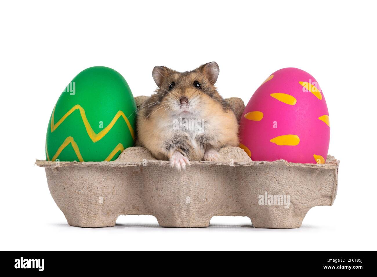 Süßer brauner Hamster für Erwachsene, der in einem Eierkarton zwischen bemalten ostereiern sitzt. Isoliert auf weißem Hintergrund. Stockfoto