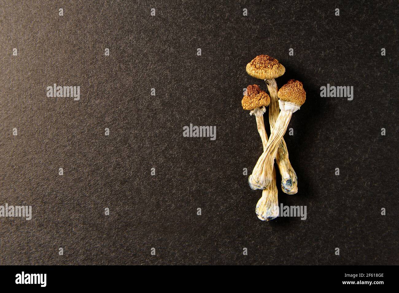 Getrocknete Psilocybin-Pilze auf schwarzem Hintergrund. Psychedelisch, überwältigend, magischer Pilz. Medizinische Verwendung. Mikrodosierkonzept. Stockfoto