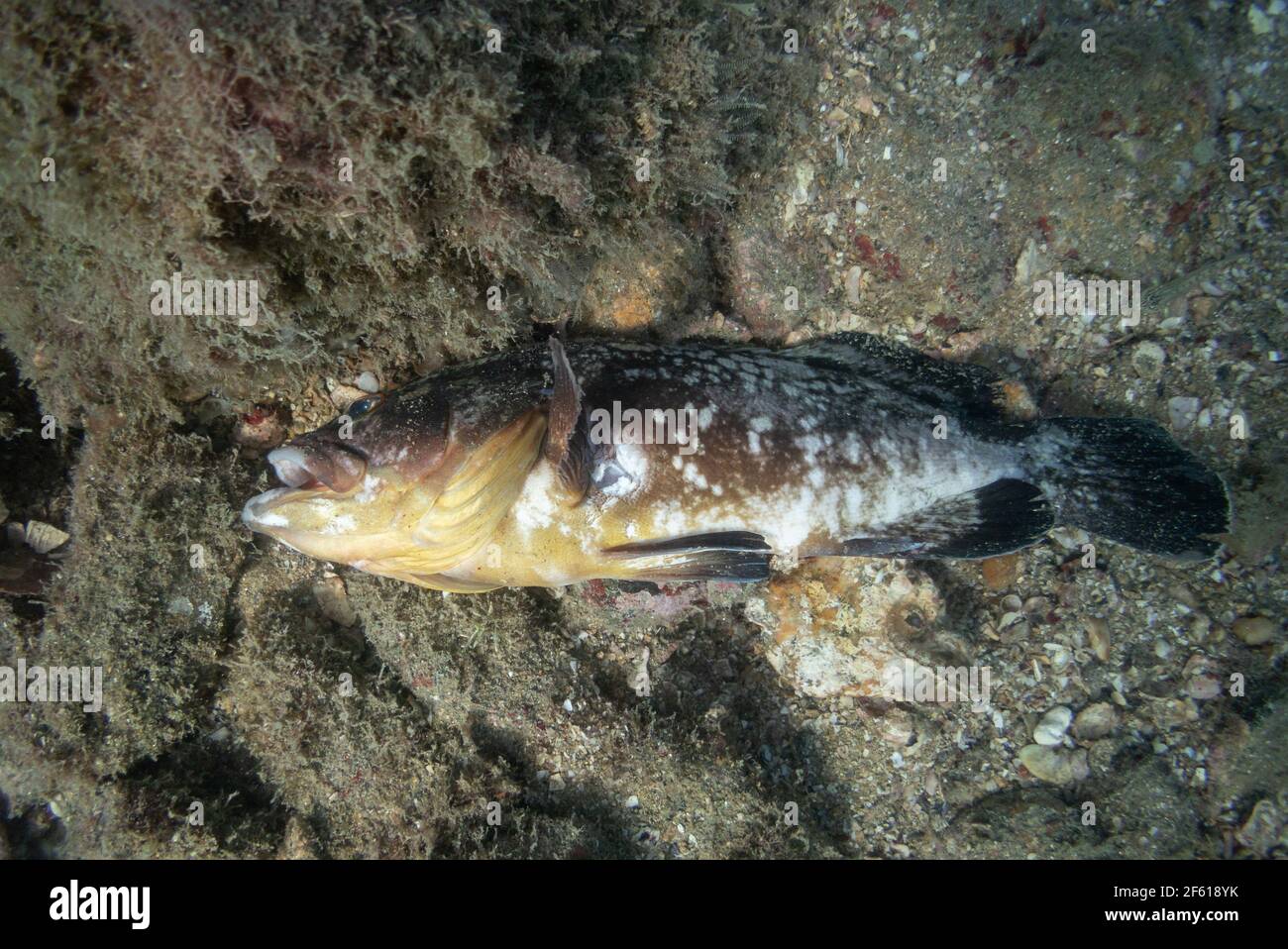 Eine verworfene Dusky Grouper (Epinephelus marginatus) liegt tot am Meeresboden, nachdem sie in einem geschützten Gebiet in Ilhabela, Brasilien, illegaly gespreizt wurde Stockfoto