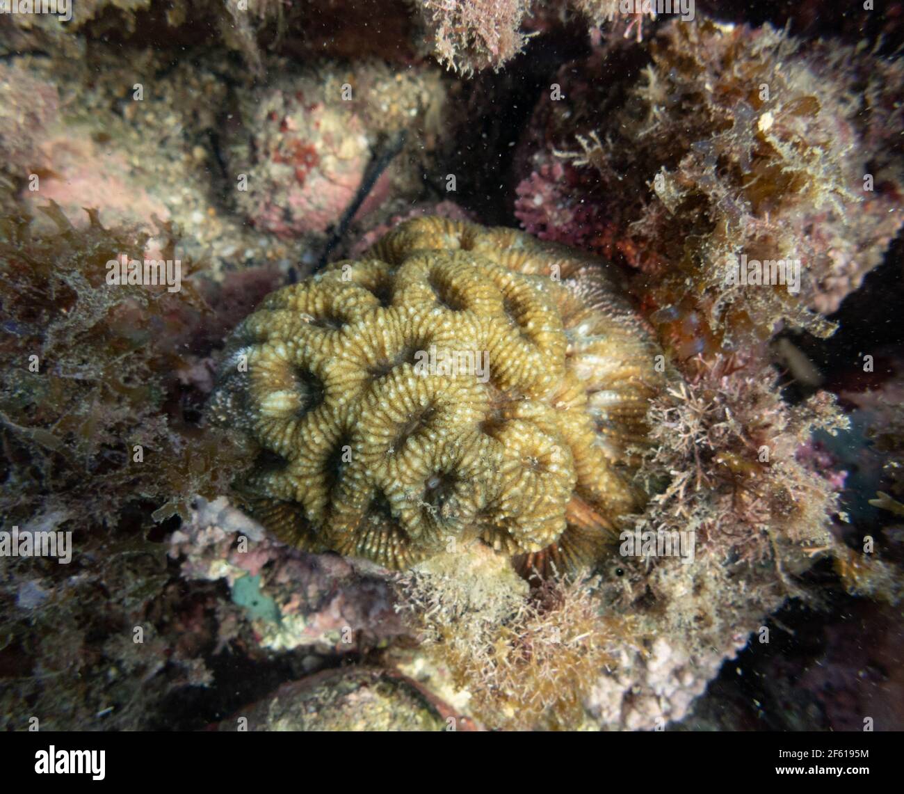Brain Coral im Südosten Brasiliens Stockfoto