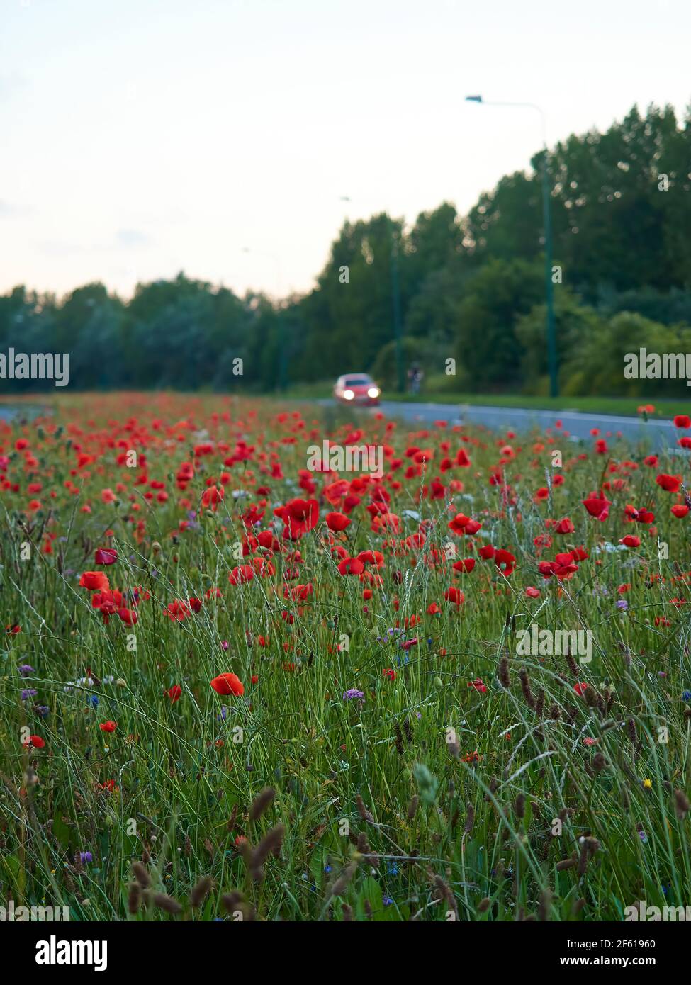 Eine Weite von Mohnblumen auf einem zentralen Reservat, Teil der Re-wilding von Straßenrand Rändern, mit einem Hintergrund defokussierten Auto und Radfahrer, um Kontext hinzuzufügen Stockfoto