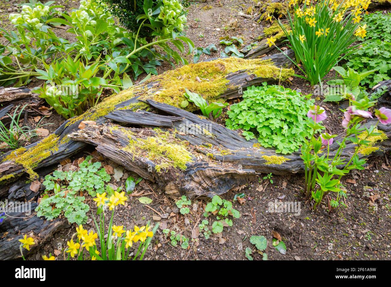 Altes Holz in einem Gartenbett, um Insekten anzulocken Biodiversität Stockfoto