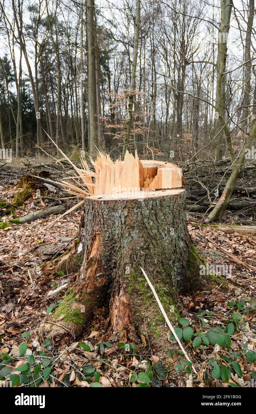 Frisch geschnittener Baumstumpf mit scharfen Holzsplittern und ...