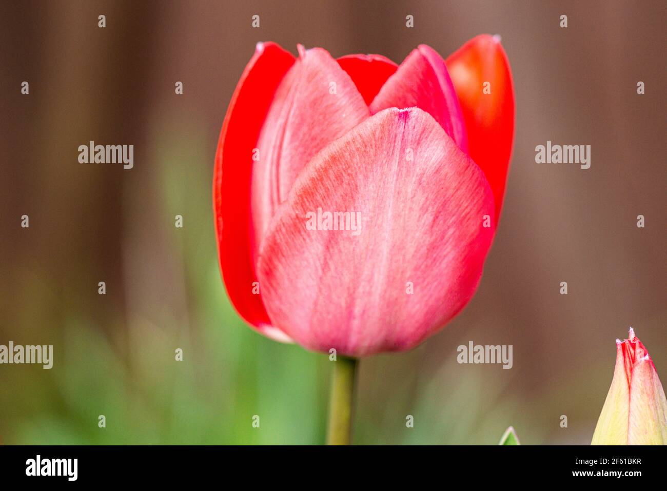 Tulip 'Van Eijk' (Tulipa 'Van Eijk') Stockfoto