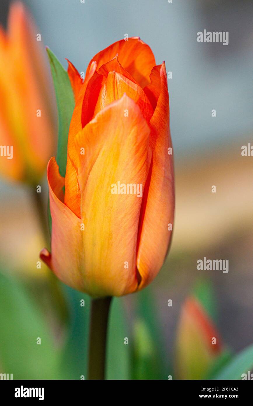 Die Blume einer Tulpe 'Orange Emperor' (Tulipa 'Orange Emperor') Stockfoto