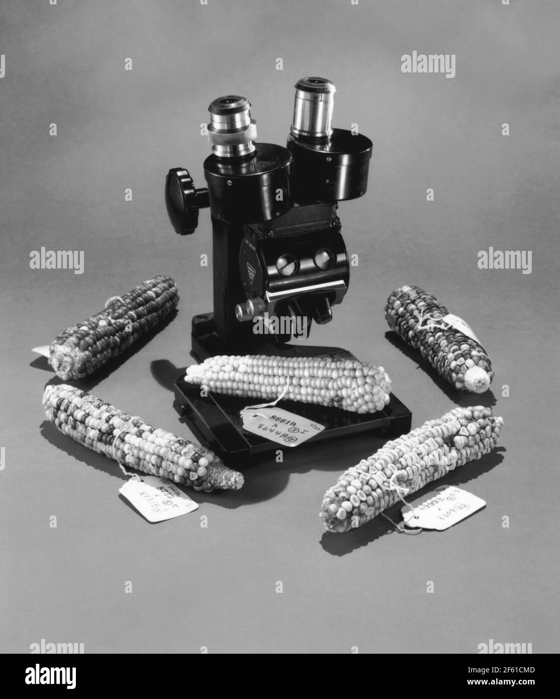Barbara McClintocks Mikroskop mit Mais Stockfoto