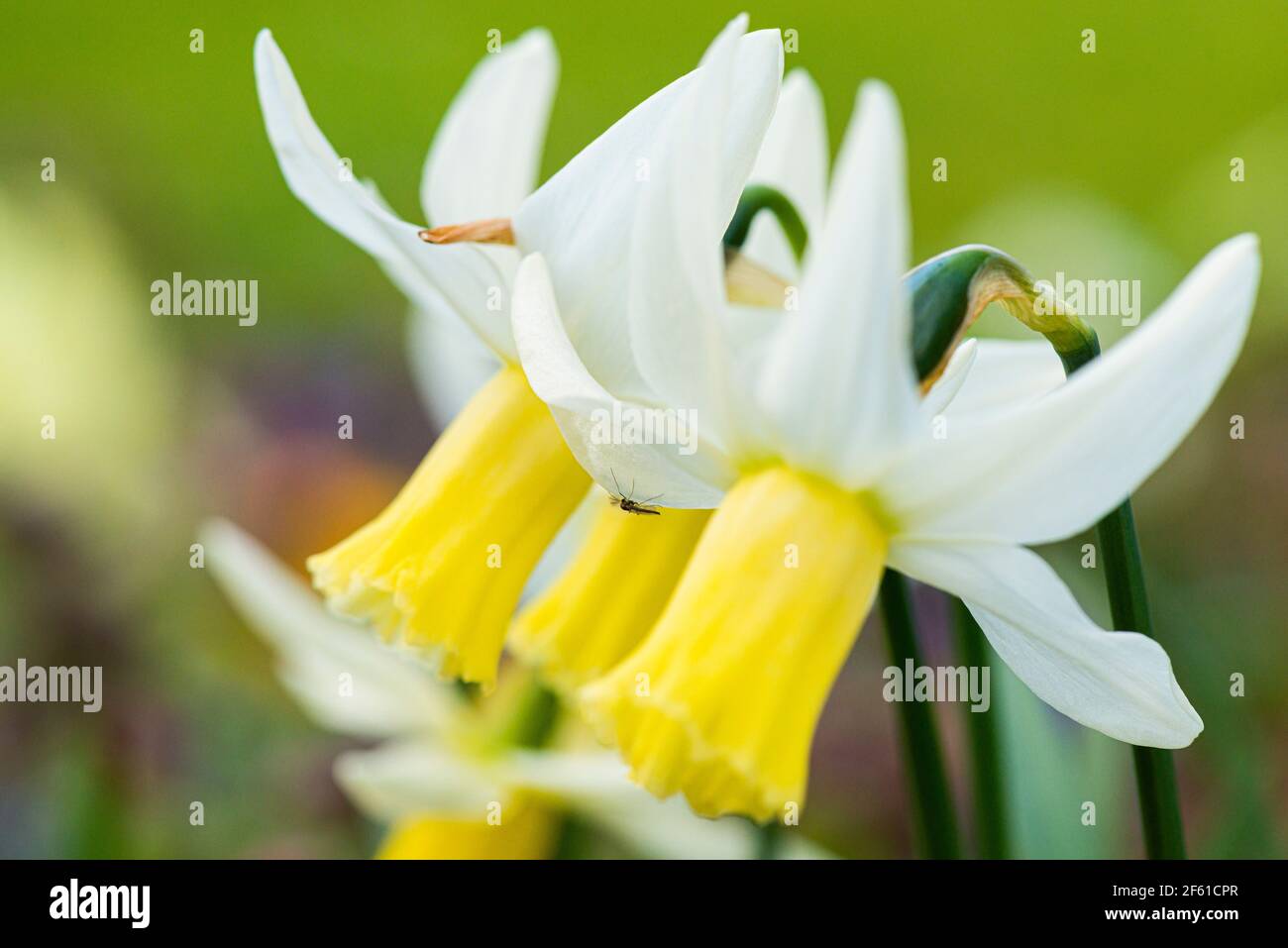 Die Blumen von einigen Narzissen 'Jenny' (Narcissus 'Jenny') Stockfoto