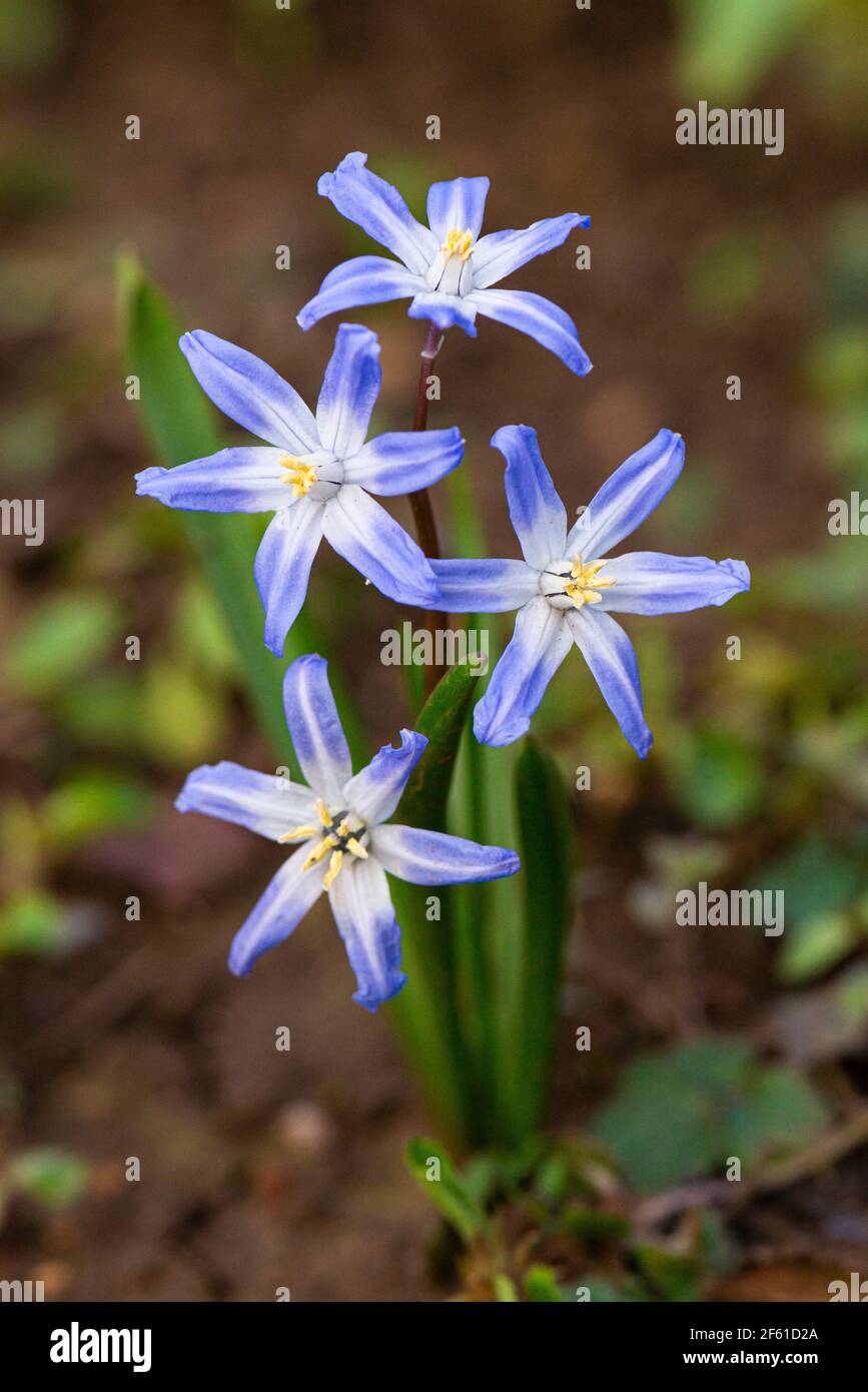 Die Blumen des sibirischen Tintenschellers (Scilla siberica) Stockfoto