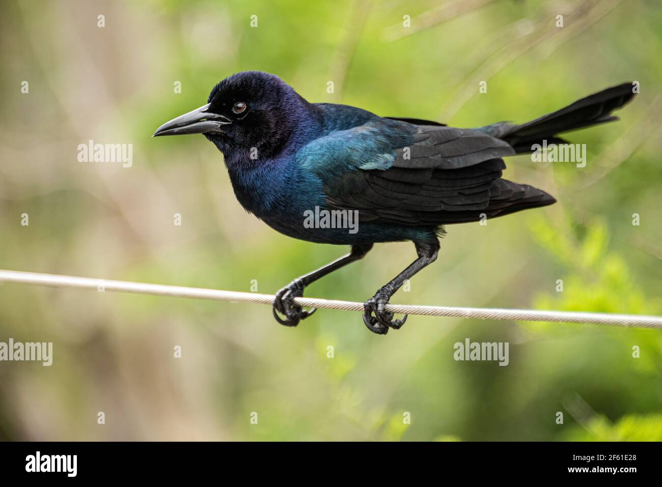 Schillerndes Boot-tailed Grackel (Quiscalus major) auf einem Draht in St. Augustine, Florida thront. (USA) Stockfoto