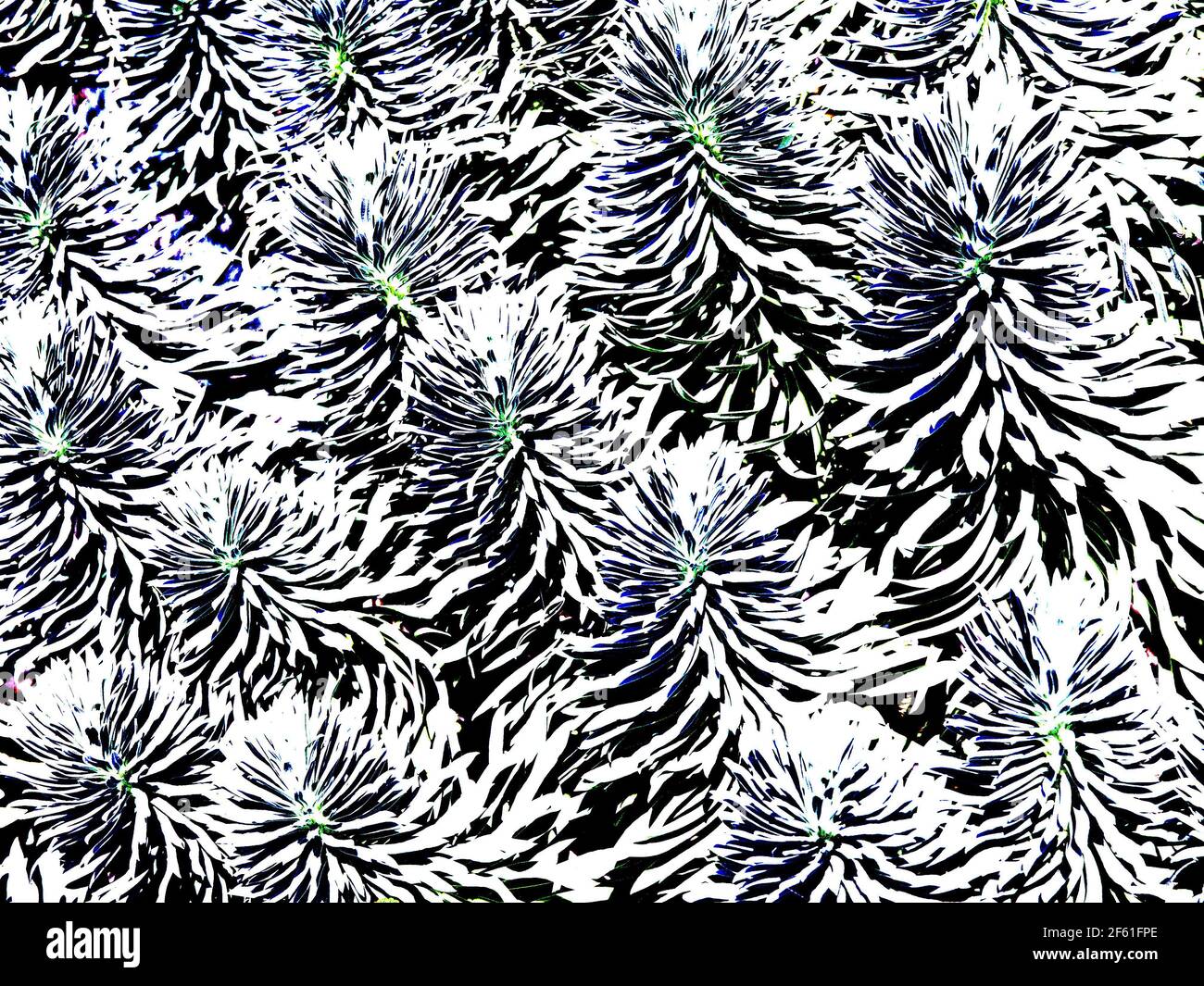 Plant Patterns in White - EIN digital verändertes Foto einer Gruppe von seltsam aussehenden Pflanzen in der Innenstadt von Port Townsend, WA. Stockfoto
