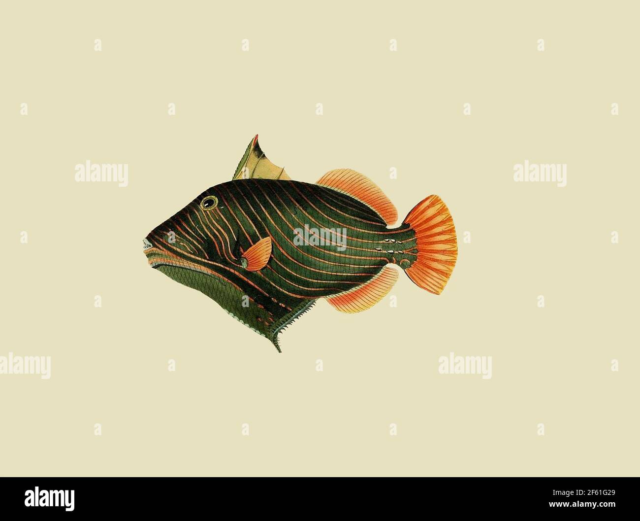 Illustration eines orangefarbenen Triggerfisches Stockfoto