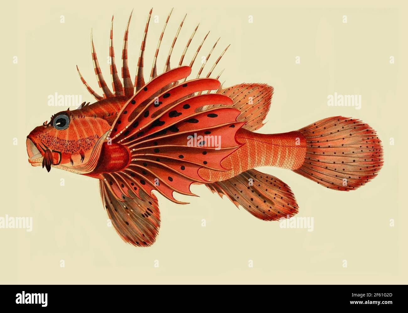 Illustration eines gemeinsamen Löwenfisches Stockfoto