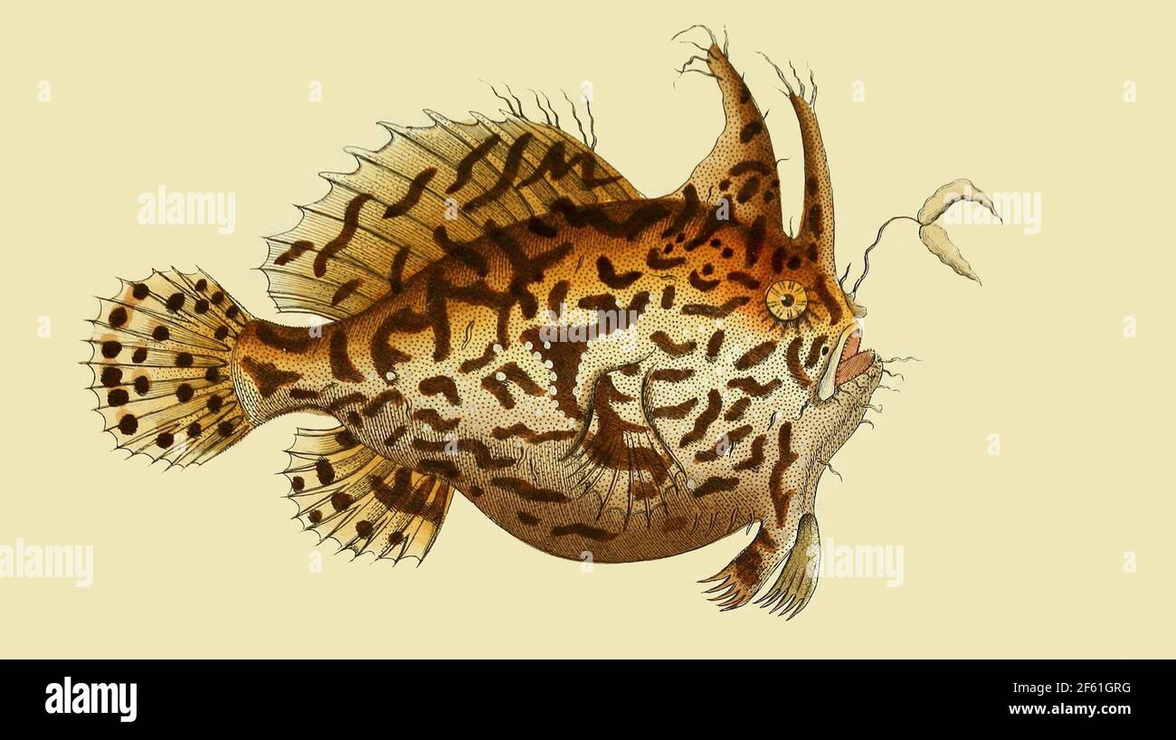 Abbildung des Sargassum-Fisches Stockfoto