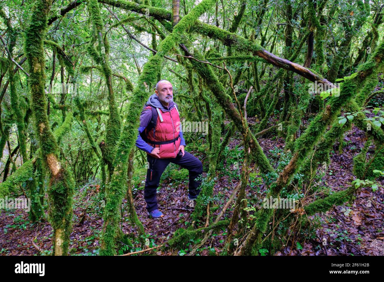 Wanderer Mann in einem Steineichenwald. Stockfoto