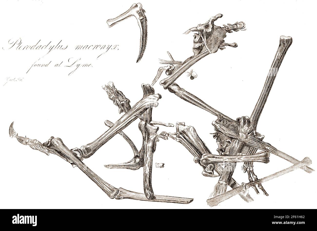 Pterodactylus macronyx, Mary Anning, 1828 Stockfoto