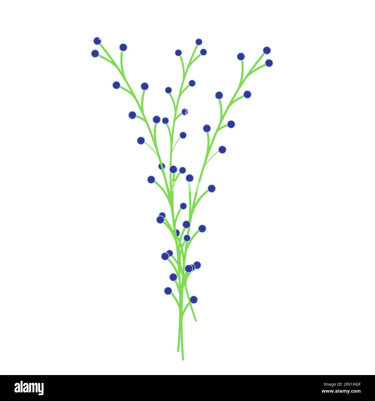 Grüne Zweige mit blauen Beeren, florales Dekorelement, Blume mit kleinen blauen Knospen, Dekor für Blumensträuße, Vektorobjekt, Illustration im flachen Stil. Stock Vektor