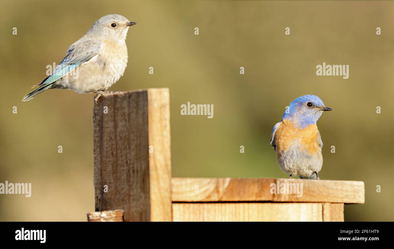 WESTERN Bluebird Paar außerhalb des Nestes im Frühling. Edgewood Park, San Mateo County, Kalifornien, USA. Stockfoto