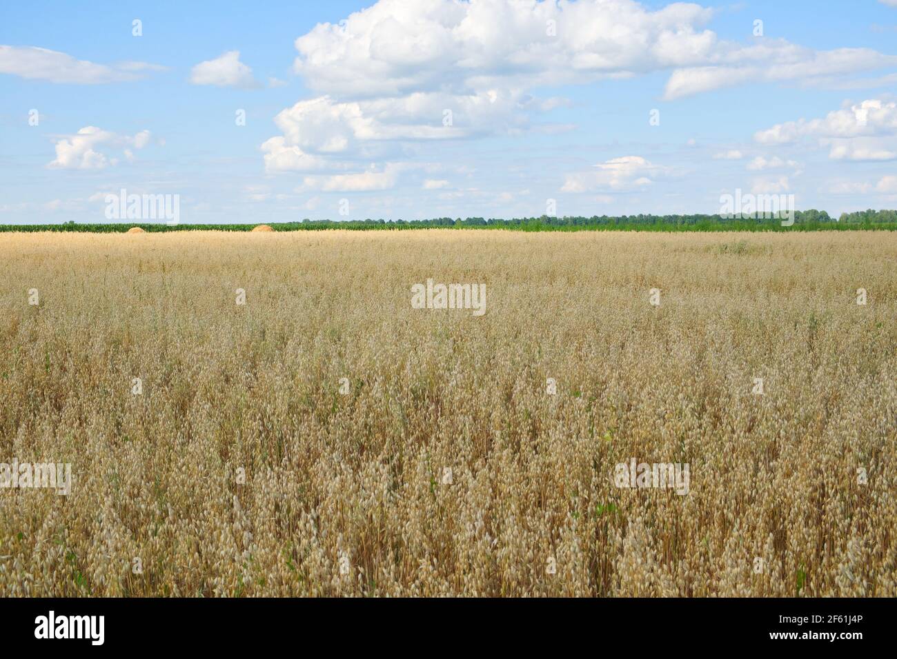 Blauer Himmel über einem weiten Feld von reifen Hafern. Ackerland. Malerische Gegend. Hafer Getreidefelder mit blauem Himmel an einem sonnigen Sommertag vor der Ernte. Stockfoto