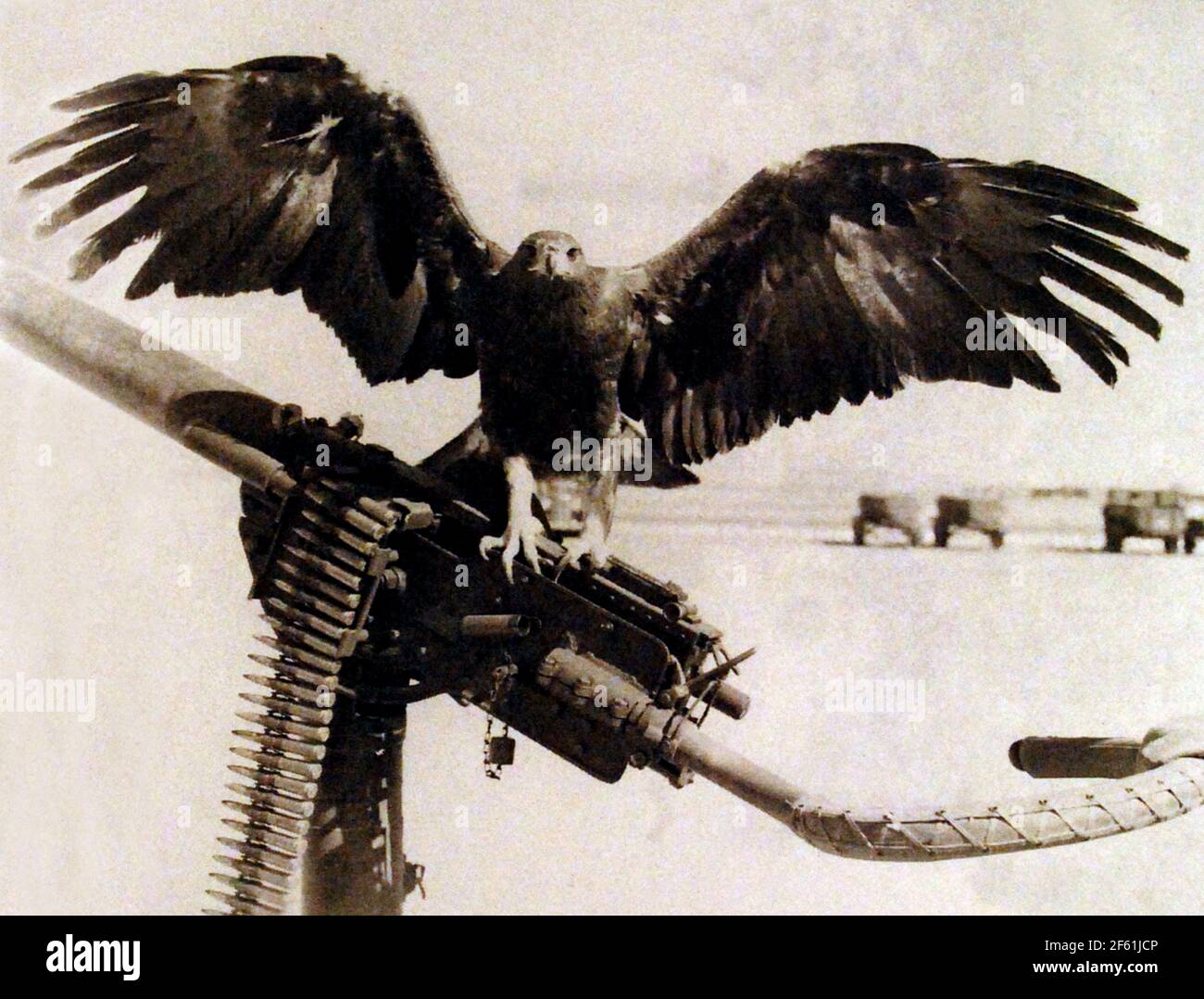 Bald Eagle, USMC Mascot, 1944 Stockfoto